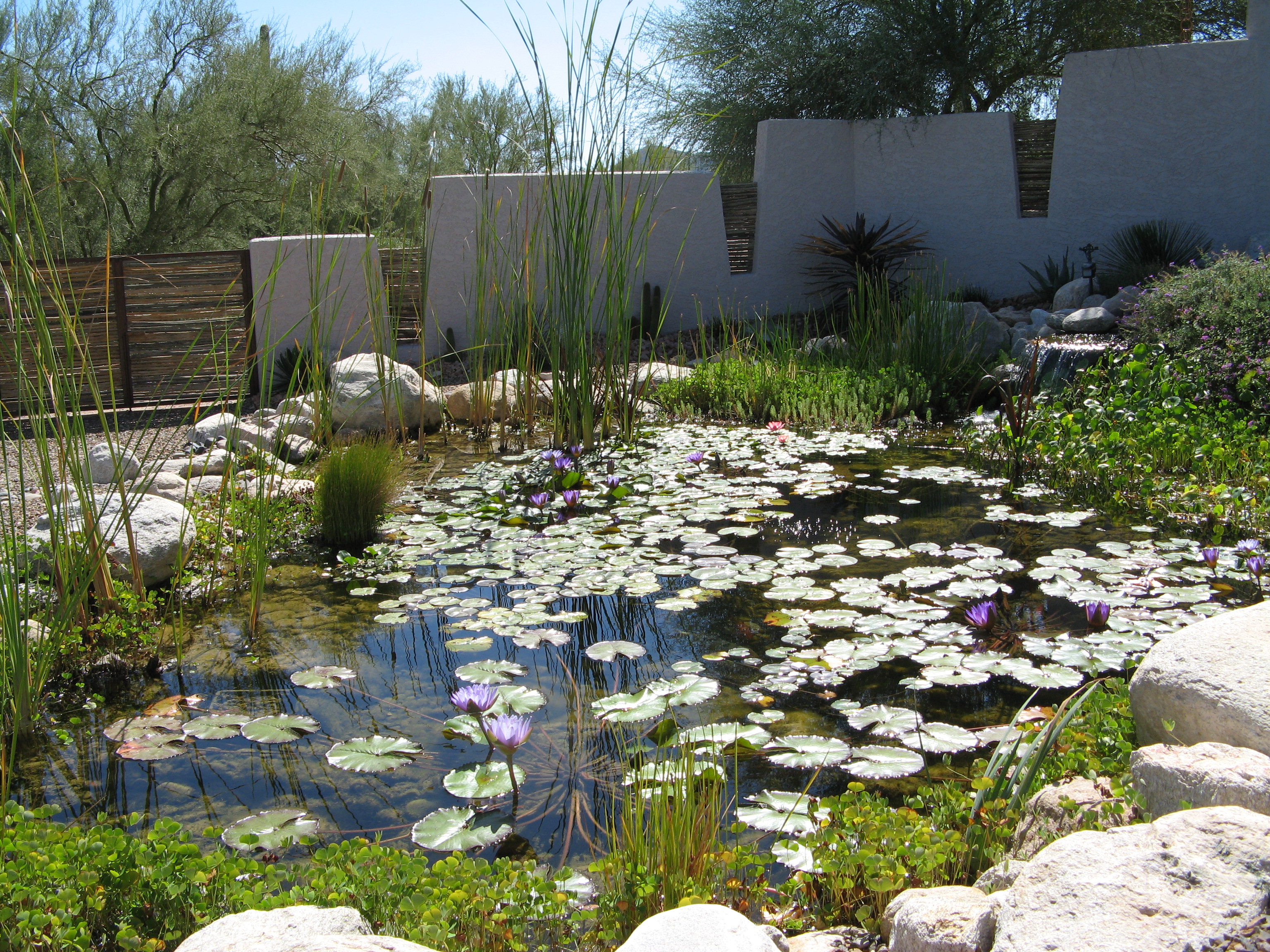 Koi Pond Koi Pond