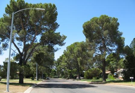 Winterhaven is known for the large pine trees that were planted in 1949 by Winterhaven's founder, CB Richards.