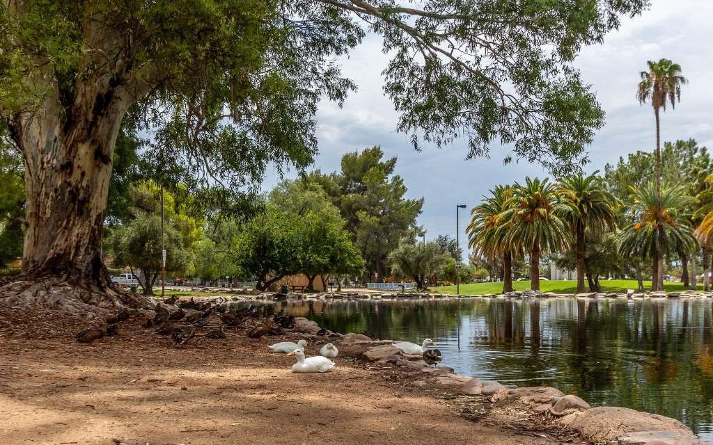 Duck pond at Reid Park, Tucson Arizona