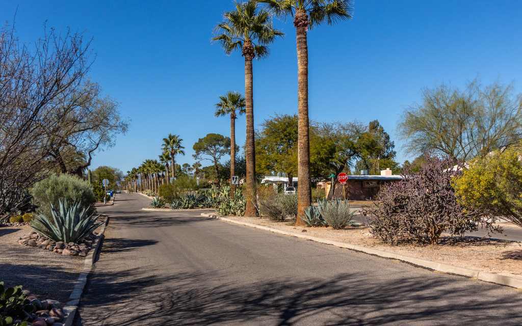 Wide palm tree-lined streets define the Catalina Vista neighborhood