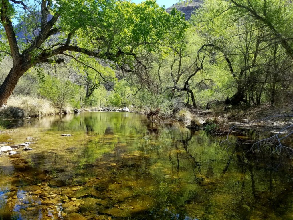 An oasis in the Sonoran Desert. Water flows much of the year in Sabino Canyon.