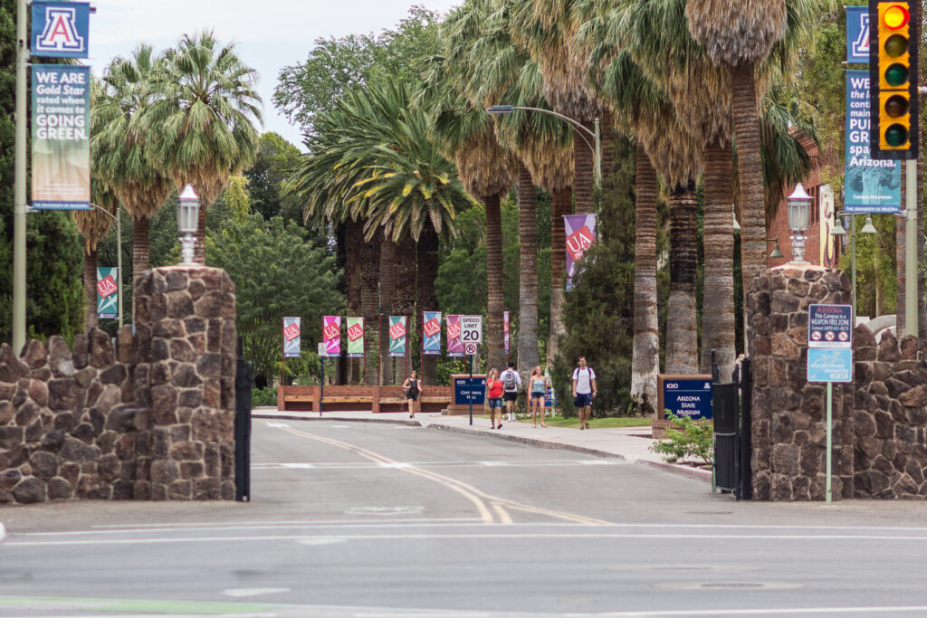 Towering palm trees line University Boulevard at UA campus in Tucson, Arizona