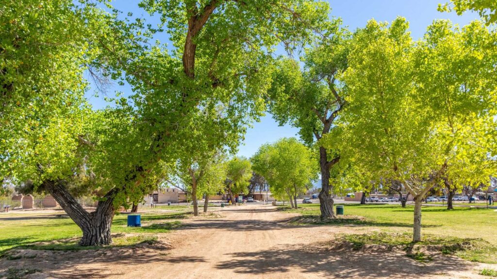 Cottonwood trees in nearby Fort Lowell Park