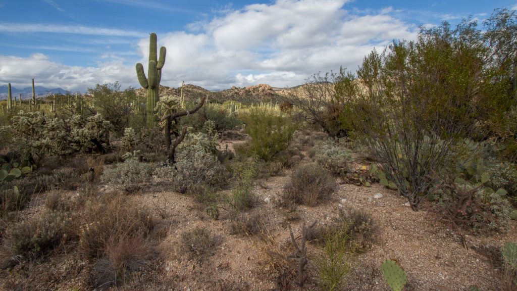 Saguaro cactus in lush desert environment with mountains and clouds in background