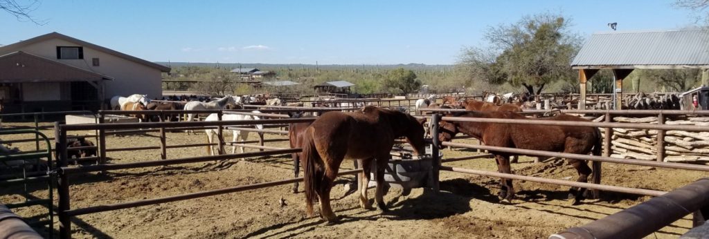 Horses at Tanque Verde Guest Ranch