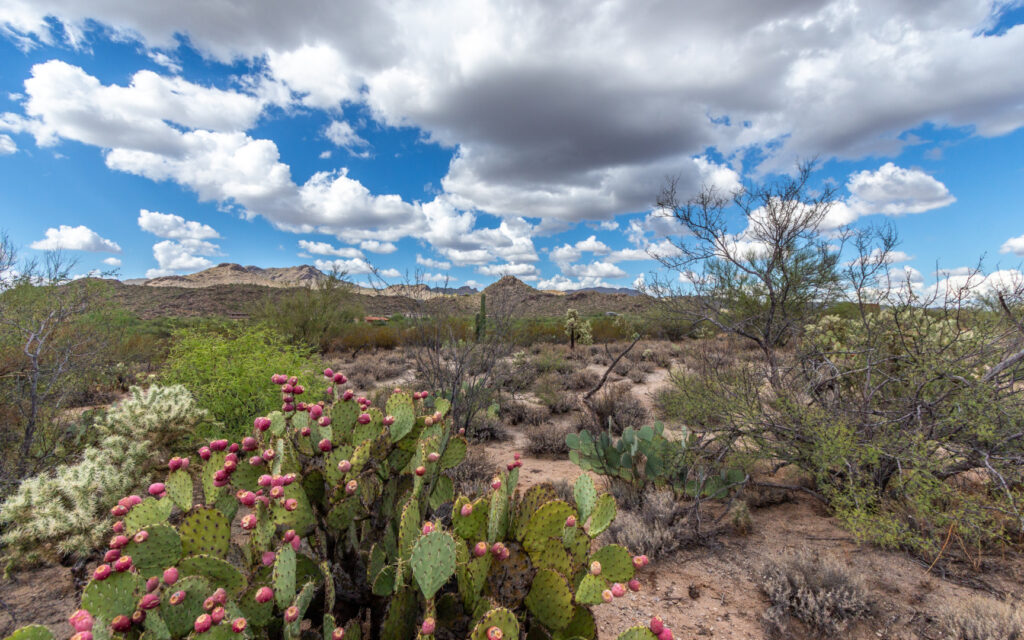 3463 W Moore Road Tucson AZ 85742