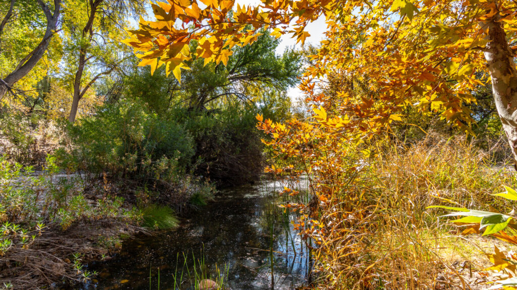 A bit of rare fall foliage and running water in the private Wes Miller Park within the Hidden Valley neighborhood.