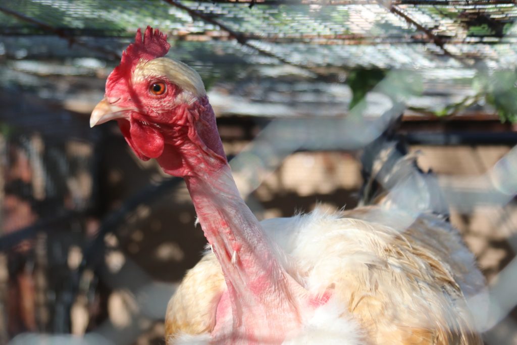 One of the girls in the coop