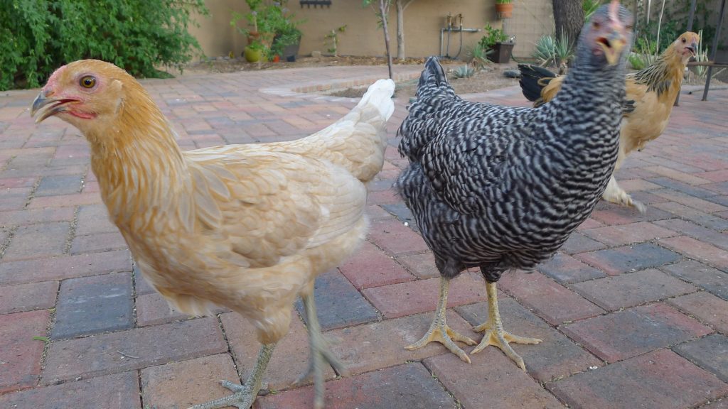 2 happy chickens in a Tucson backyard