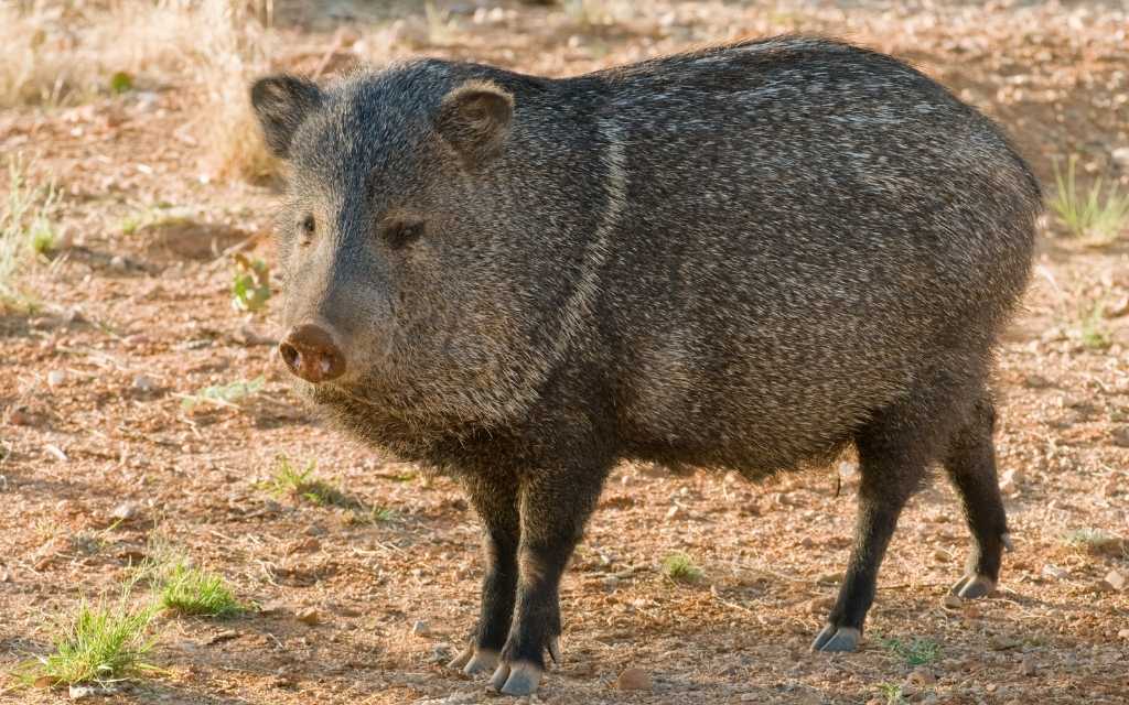 Packs of javalina are common to see on the outskirts of Tucson