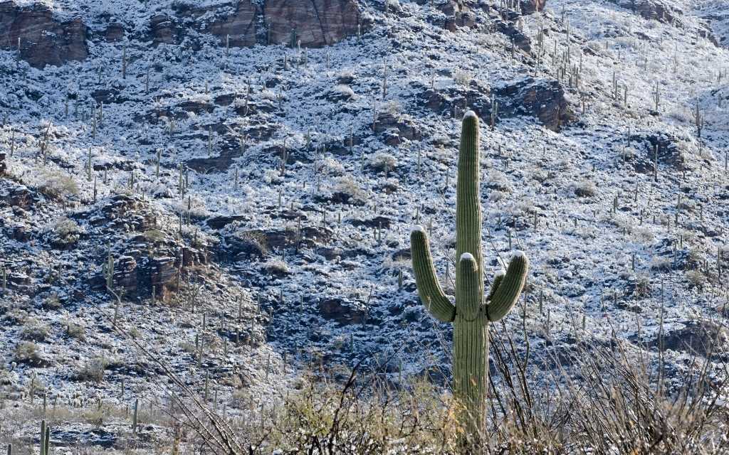 Saguaro with a dusting of snow in the Rincon Mountains on the east side of Tucson