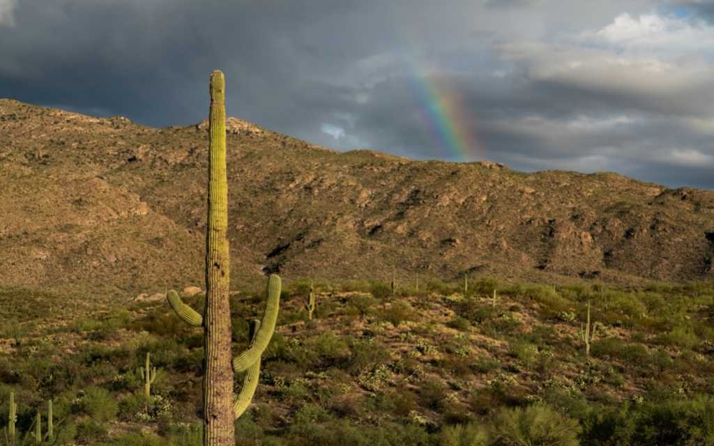 Rincon Mountains within Saguaro National Park East with saguaro and rainbow