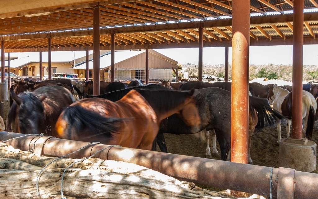 Horseback riding is a popular activity at Tanque Verde Ranch in Tucson Arizona